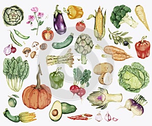 Collection of colourful vegetable illustration