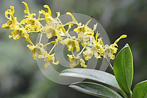 A collection of cooktown orchids in yellowish green in full bloom.