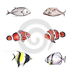 Collection of coral reef tropical fishes including clown fish and moorish idol. Hand drawn watercolor illustrations. Isolated