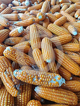 collection of corn after harvest in Talun Kulon village, Tulungagung City, East Java, Indonesia