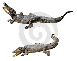 Collection of crocodile isolated on white background