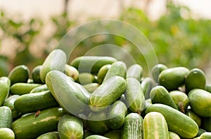 Collection of cucumbers growing in greenhouses in the kibbutz in Israel