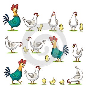 Collection Of Cute Chicken