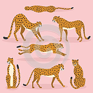 Collection of cute hand drawn cheetahs on pink background, standing, stretching, running and walking. Vector illustration photo