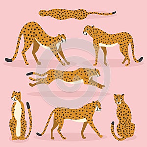 Collection of cute hand drawn cheetahs on pink background, standing, stretching, running and walking. Vector illustration