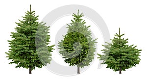 Collection of cutout fir trees.
