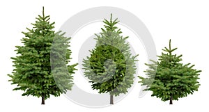 Collection of cutout fir trees. photo