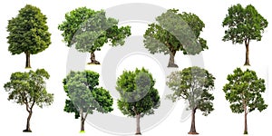 Collection of cutout tree for use as a raw material for editing work. Isolated deciduous tree on a white background  with clipping