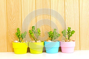 Collection of daisy tree in colorful flowerpot.