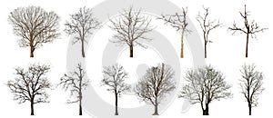 Collection dead tree cut out from original background and replace with white background for easy to selection.