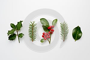 Collection of decorative Christmas plants with green leaves and