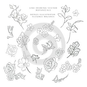 Line drawing vector botanicals, flowers, plants