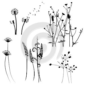 Collection for designers, meadow in summertime, plant vector set