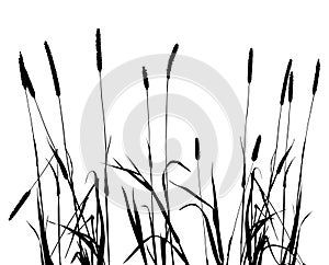 Collection for designers weeds, plant vector photo