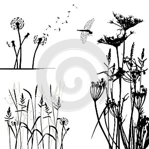 Collection for designers, wild plant vector photo