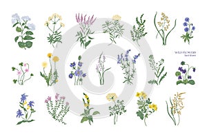 Z detailní kresby z odlišný botanický květiny a dekorativní kvetoucí rostliny na bílém 