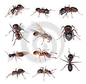 Collection of different ants isolated on white photo