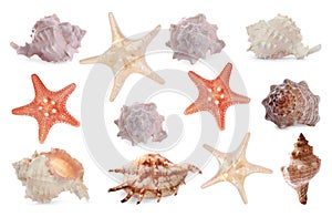 Collection of different beautiful sea stars and shells on white background