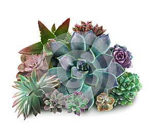 Collection of different beautiful succulents on white background