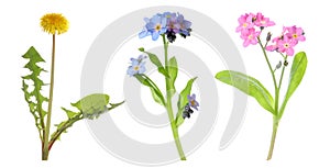 Collection of different beautiful wild flowers on white background. Banner design