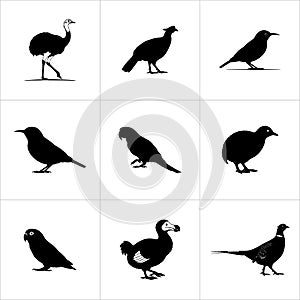 A collection of different bird silhouettes in a grid pattern