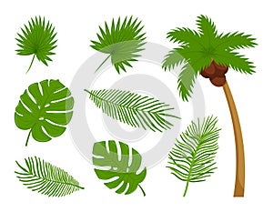 Collection of different botanical, tropical leaves, coconut palm. Design elements on the theme of summer, tropics, vacation.