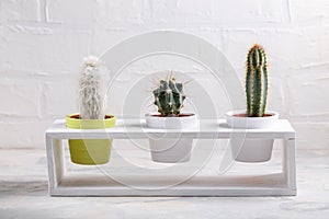 Collection of different cactus on white