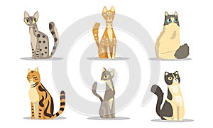 Collection of Different Cats Breeds, Beautiful Pet Animals of Various Colors Vector Illustration on White Background