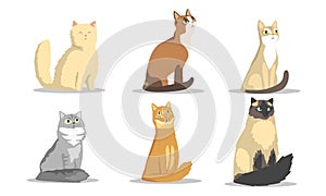 Collection of Different Cats Breeds, Lovely Pussycats Animals of Various Colors Vector Illustration on White Background photo