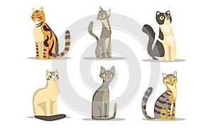 Collection of Different Cats Breeds, Lovely Pussycats of Various Colors Vector Illustration on White Background photo