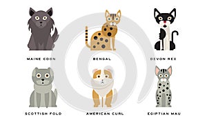 Collection of Different Cats Breeds, Maine Coon, Bengal, Devon Rex, Scottish, Fold, American Curl, Egyptian Mau Lovely