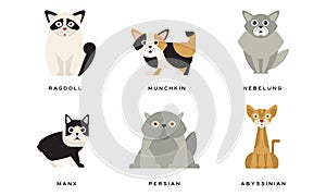 Collection of Different Cats Breeds, Manx, Persian, Abyssinian, Ragdoll, Munchkin, Nebelung Lovely Pets Animals Vector