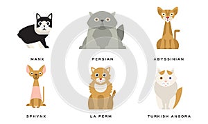 Collection of Different Cats Breeds, Manx, Persian, Abyssinian, Sphynx, La Perm, Turkish Angora Lovely Pets Animals