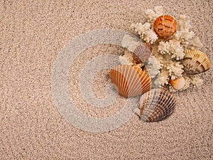 Scallop Shells on Coral in the Morning Sunlight