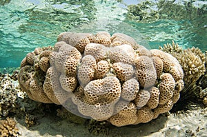 collection of different coral in the Red sea