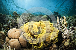 Collection of different coral in the Red sea