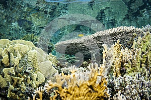 collection of different coral in the Red sea