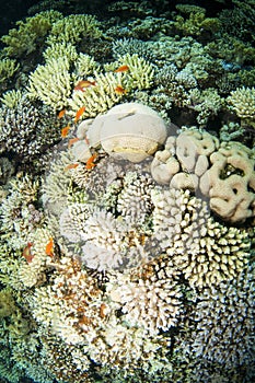 Collection of different coral in the Red sea