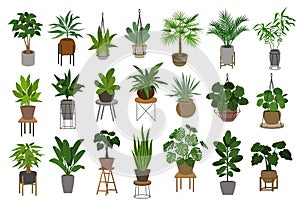 Collection of different decor house indoor garden plants in pots and stands