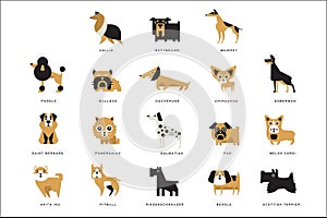 Collection of different dogs breeds characters and lettering breed in English vector Illustrations