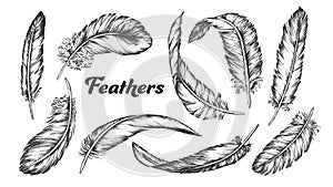 Collection of Different Feathers Set Ink Vector