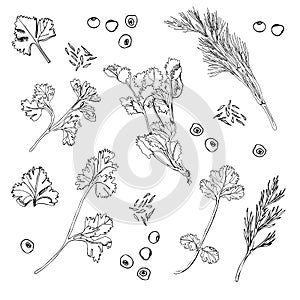 Collection of different herbs and spices. Hand drawn ink sketch isolated on white background.