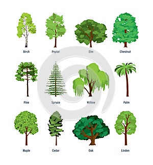 Collection of different kinds of trees. photo