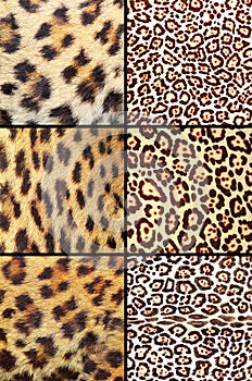 Collection of different leopard pelts