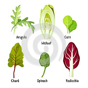 Collection of different plants arugula, witloof, corn, chard, spinach, radicchio