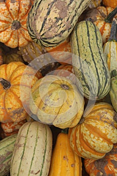 Collection of different pumkins