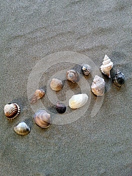 Collection of different seashells and marine snails on beach sand
