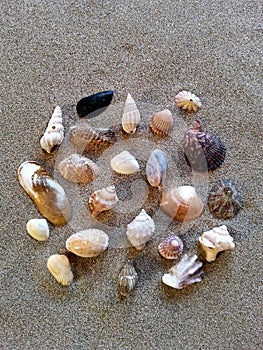Collection of different seashells and marine snails