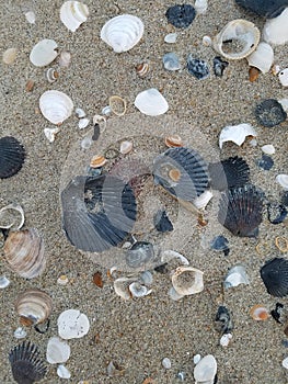 A collection of different seashells in the sand
