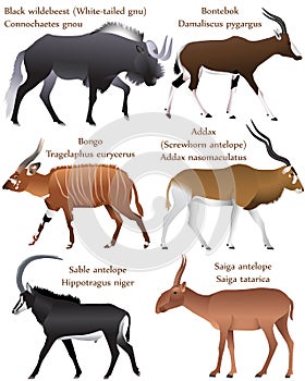 Collection of different species of antelopes in colour image: black wildebeest white-tailed gnu, bontebok, bongo, addax